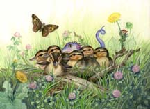 &copy; Deborah-Anne Woods